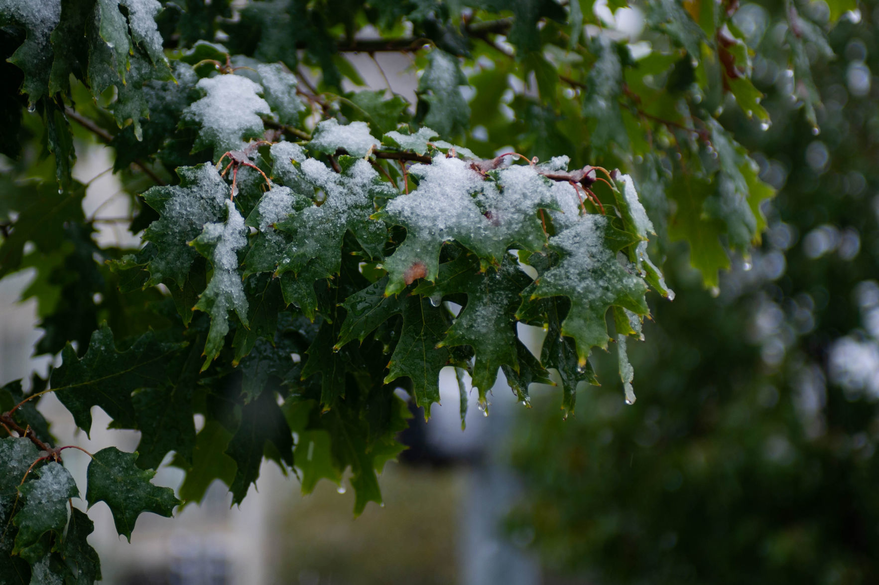 Snow, 10/14